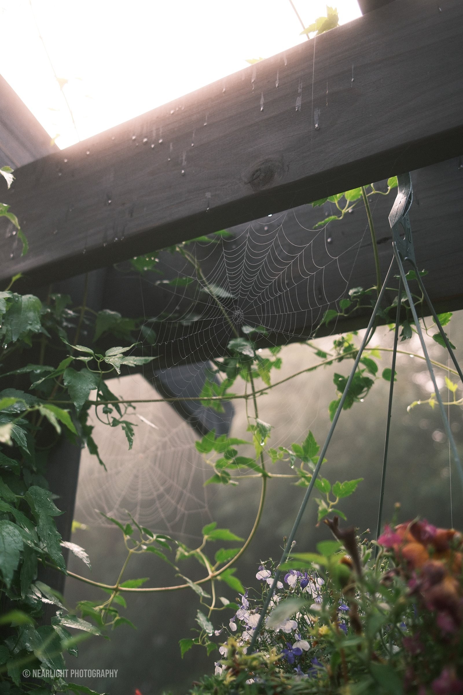 Spiderweb and garden detail in soft backlight